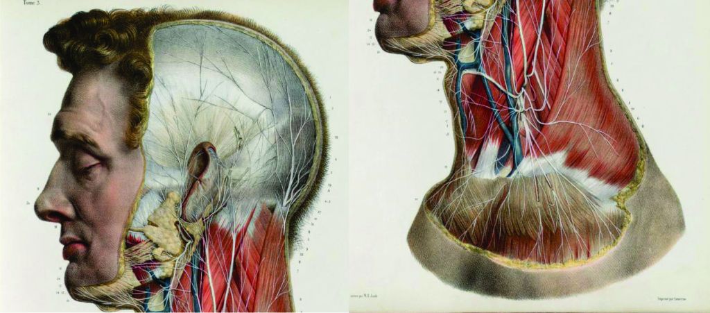 AULA GRATUITA DE ANATOMIA ARTÍSTICA COM&nbsp;CADÁVERES